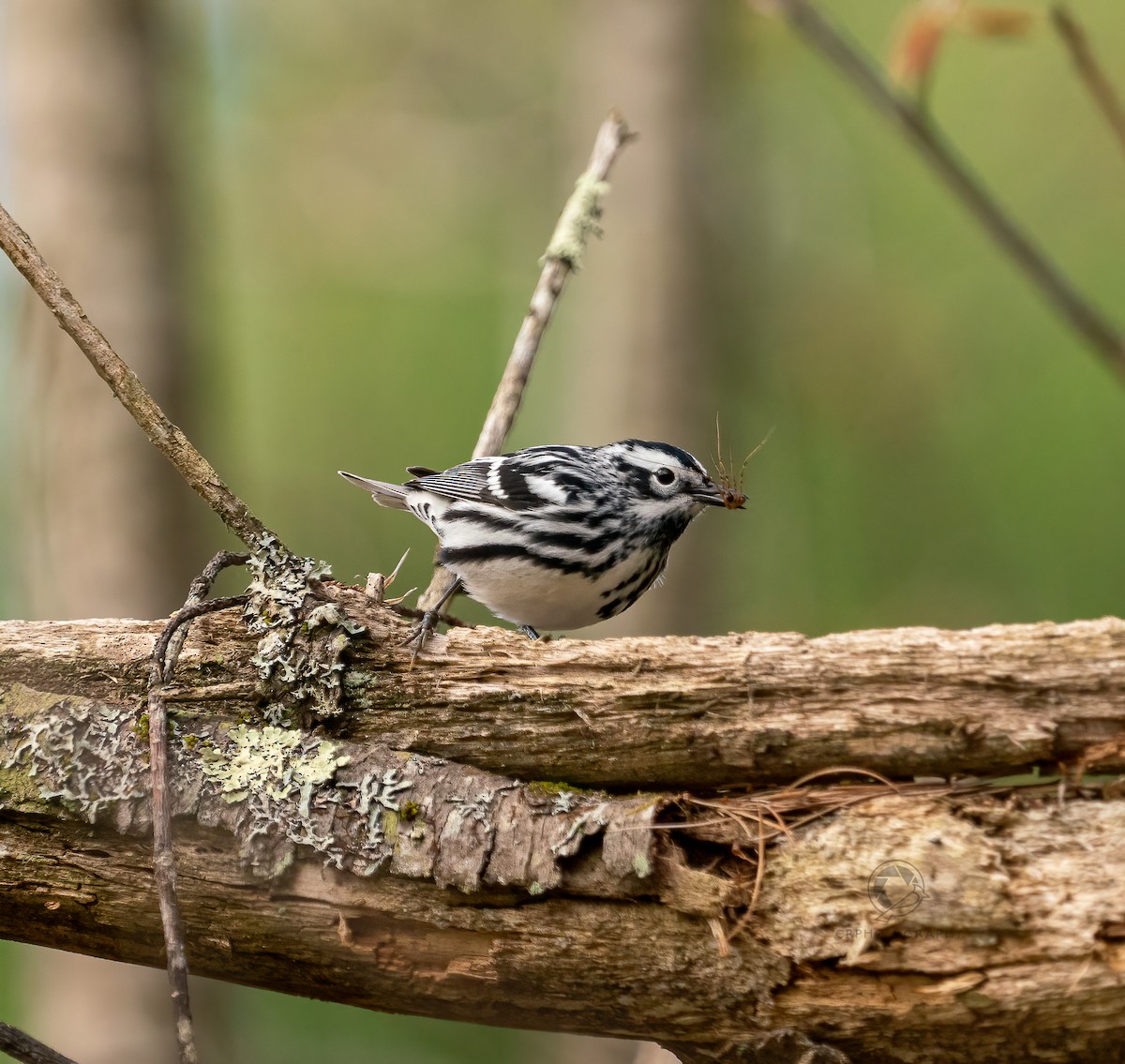 Black-and-white Warbler - ML618765673