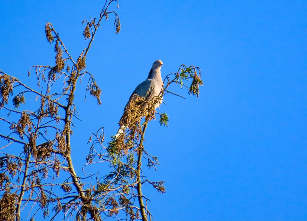 Band-tailed Pigeon - Sobeida Morales