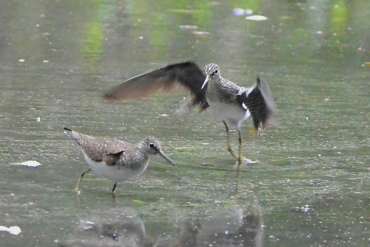 eBird Checklist - 10 May 2024 - Ashby Pond Conservancy Site - 25 species