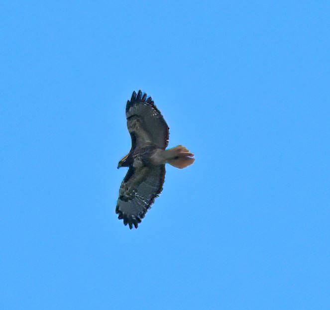 Red-tailed Hawk - ML618765693