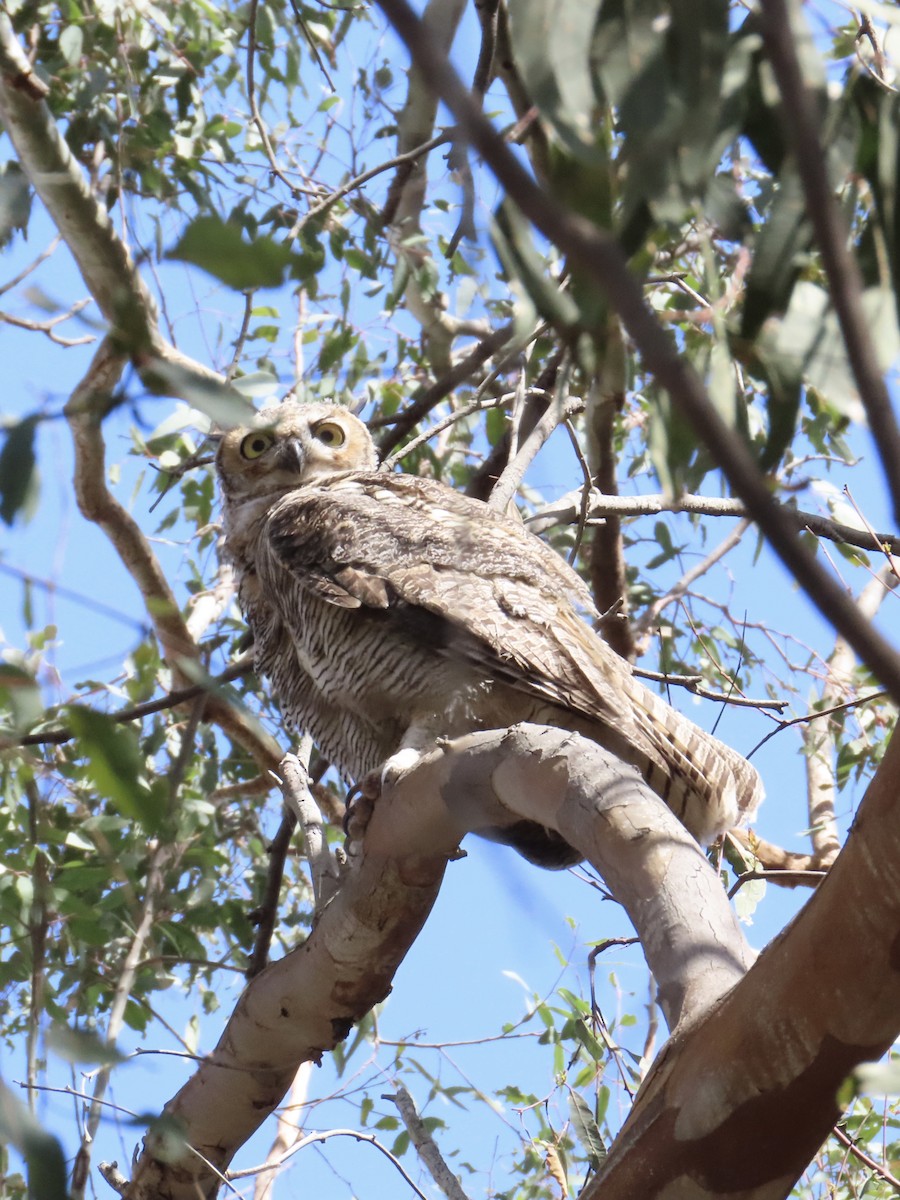 Great Horned Owl - ML618765702