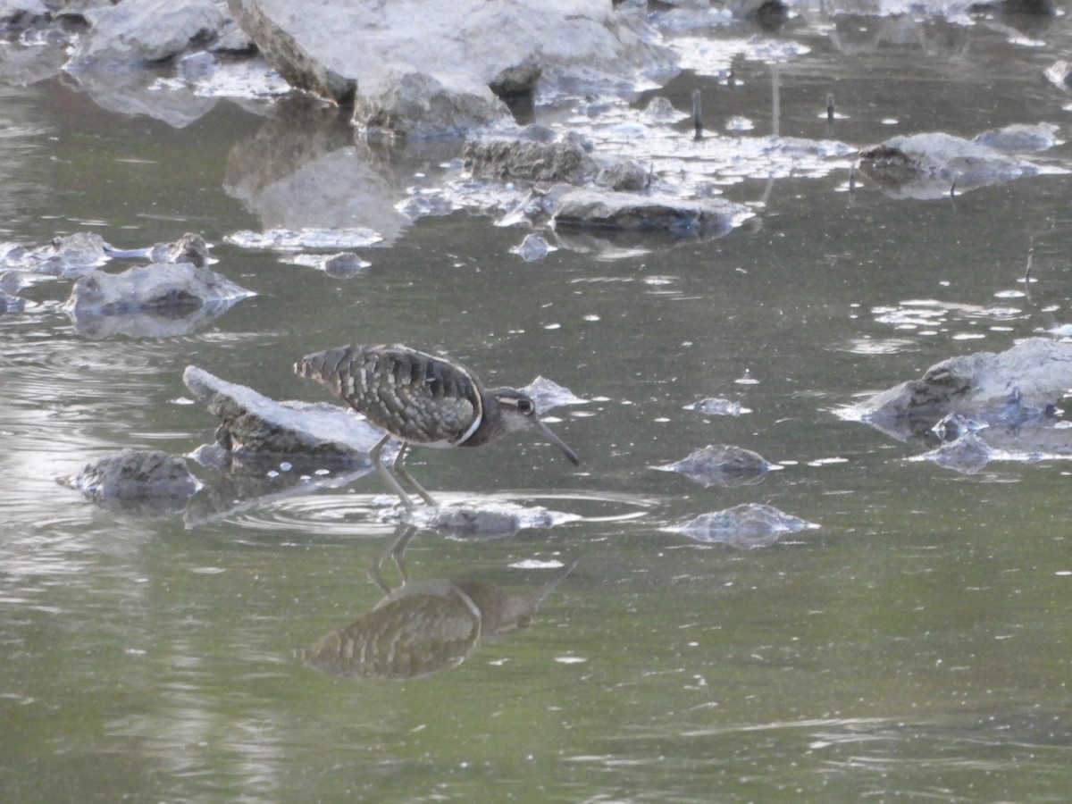 Greater Painted-Snipe - ML618765705
