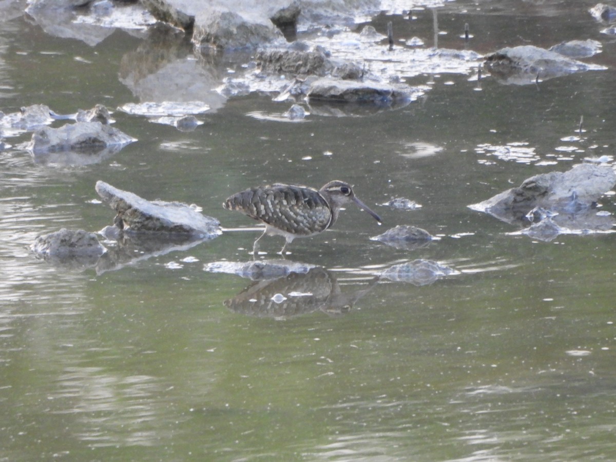Greater Painted-Snipe - ML618765707