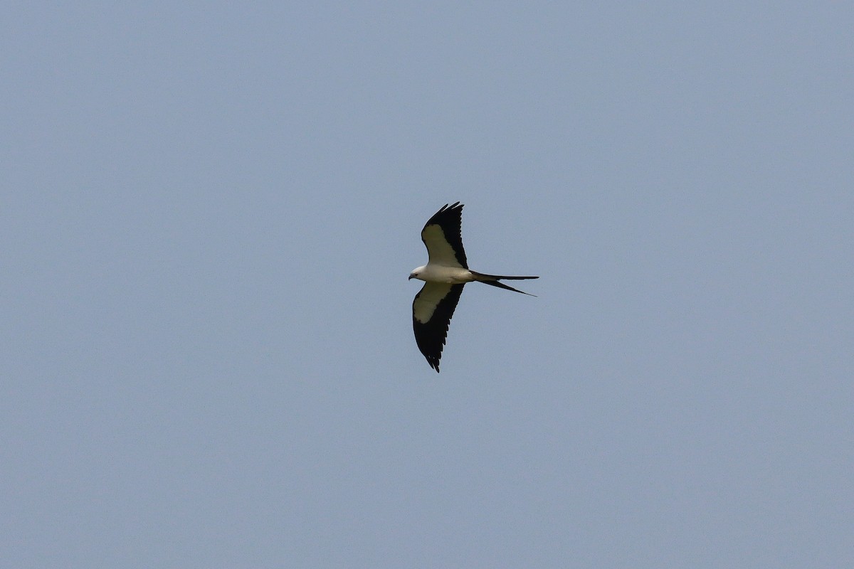 Swallow-tailed Kite - ML618765753