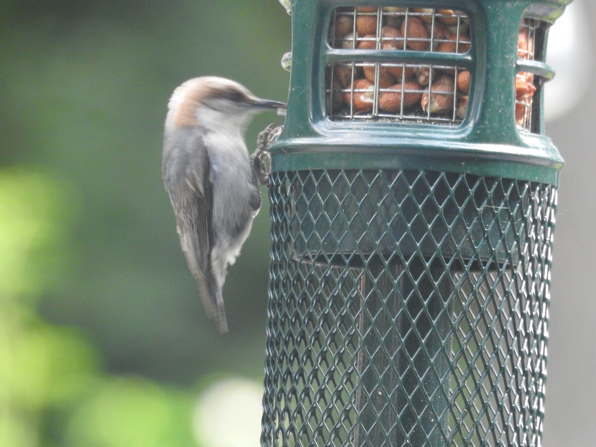 Brown-headed Nuthatch - ML618765760