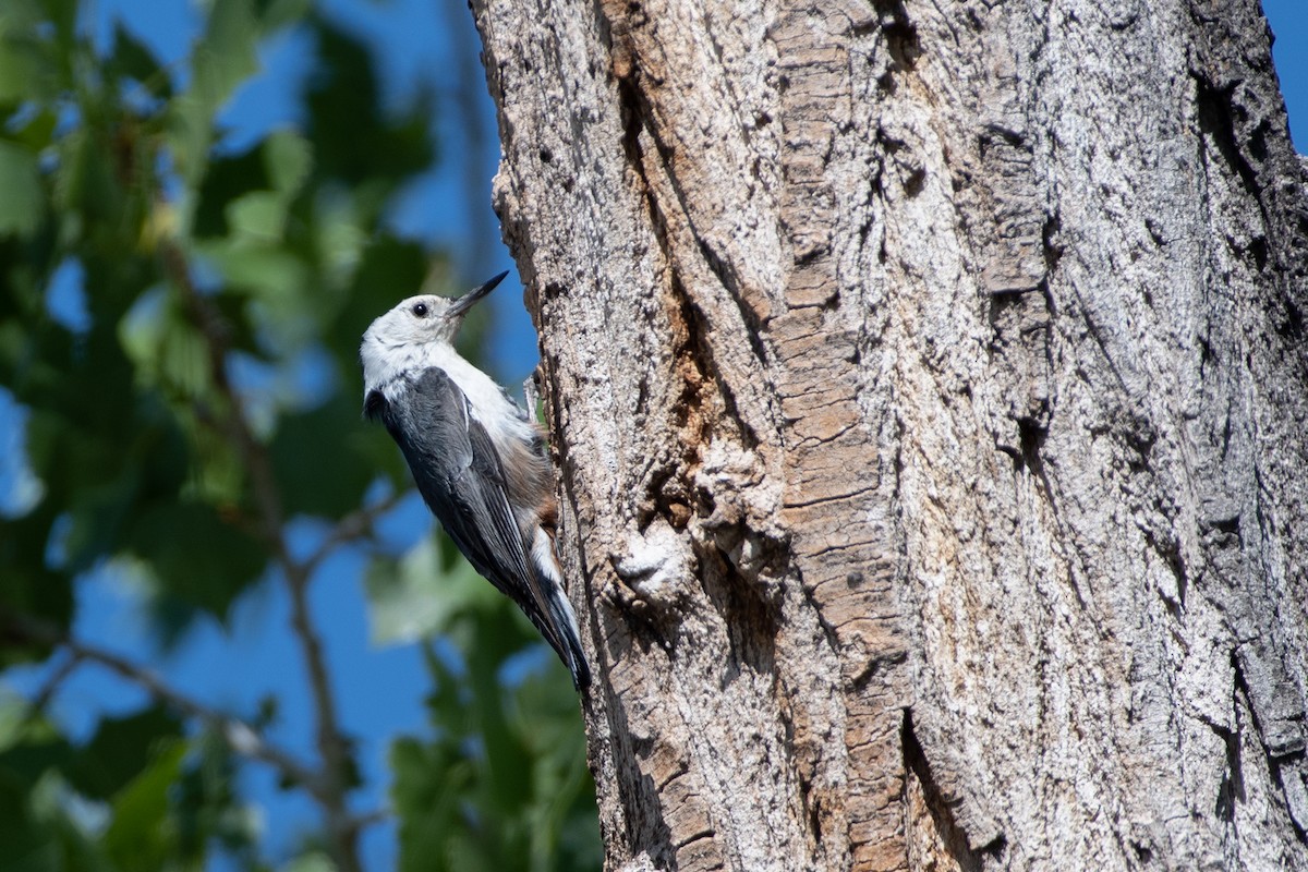 White-breasted Nuthatch - ML618765783