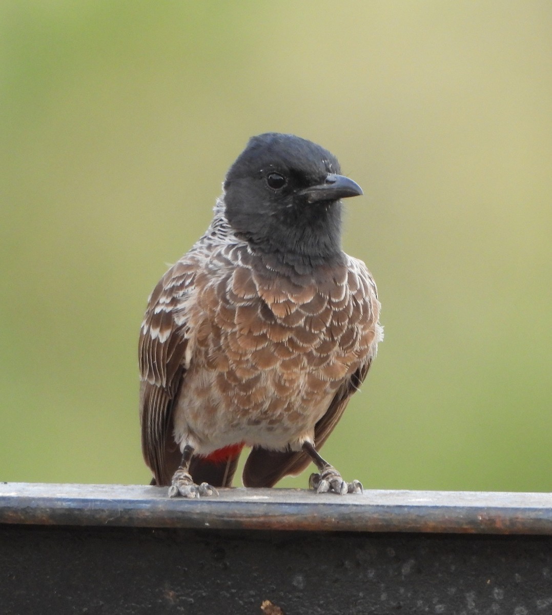 Red-vented Bulbul - ML618765797
