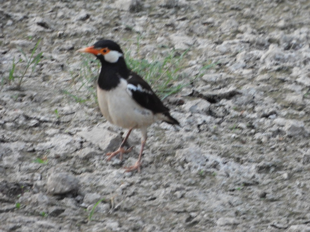 Indian Pied Starling - ML618765804