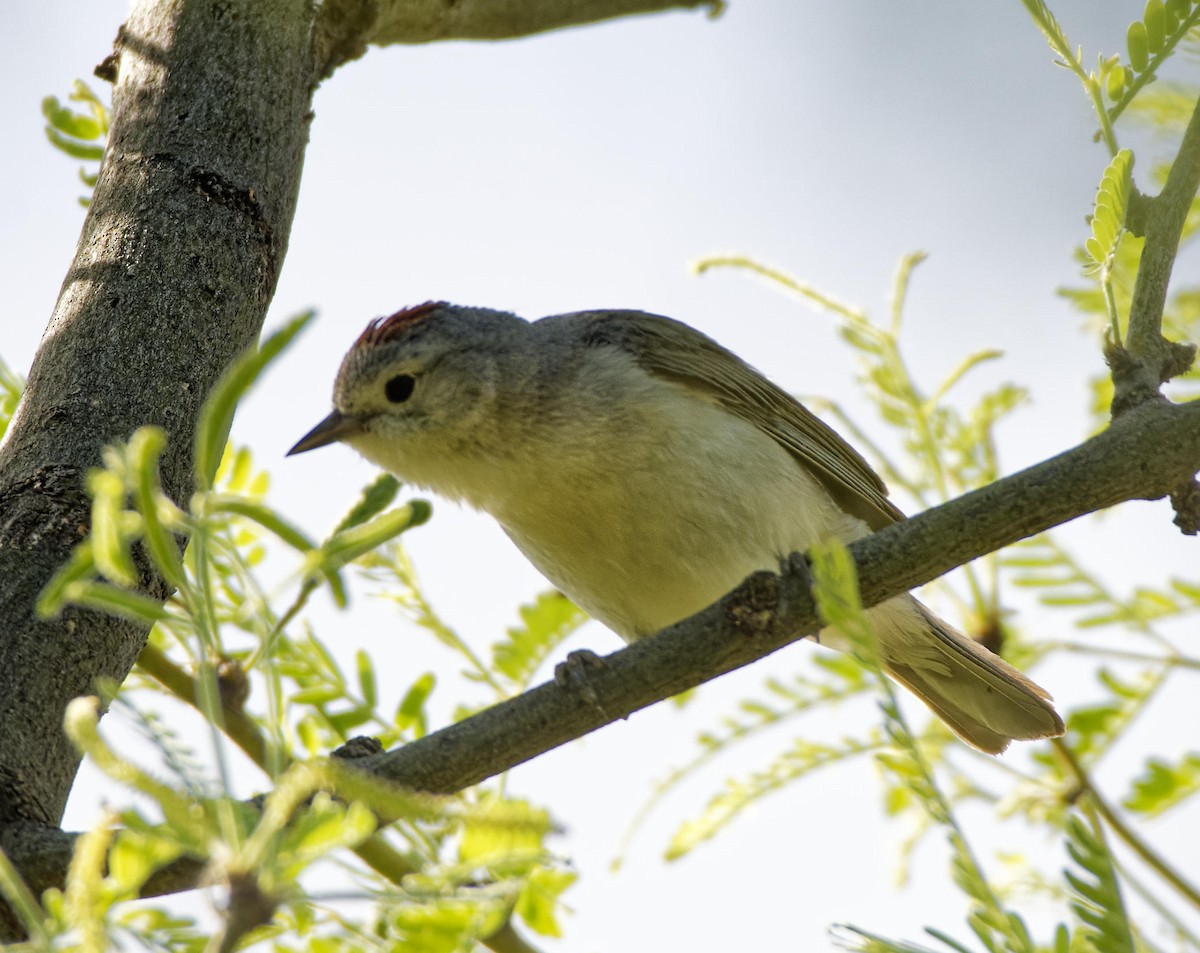 Lucy's Warbler - ML618765811