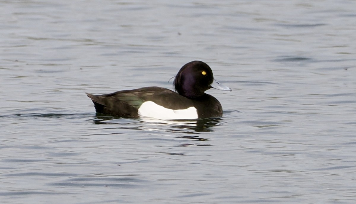 Tufted Duck - ML618765844