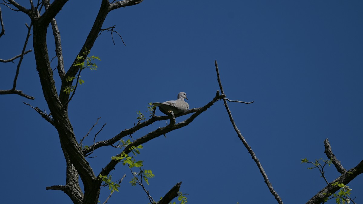 Eurasian Collared-Dove - ML618765847