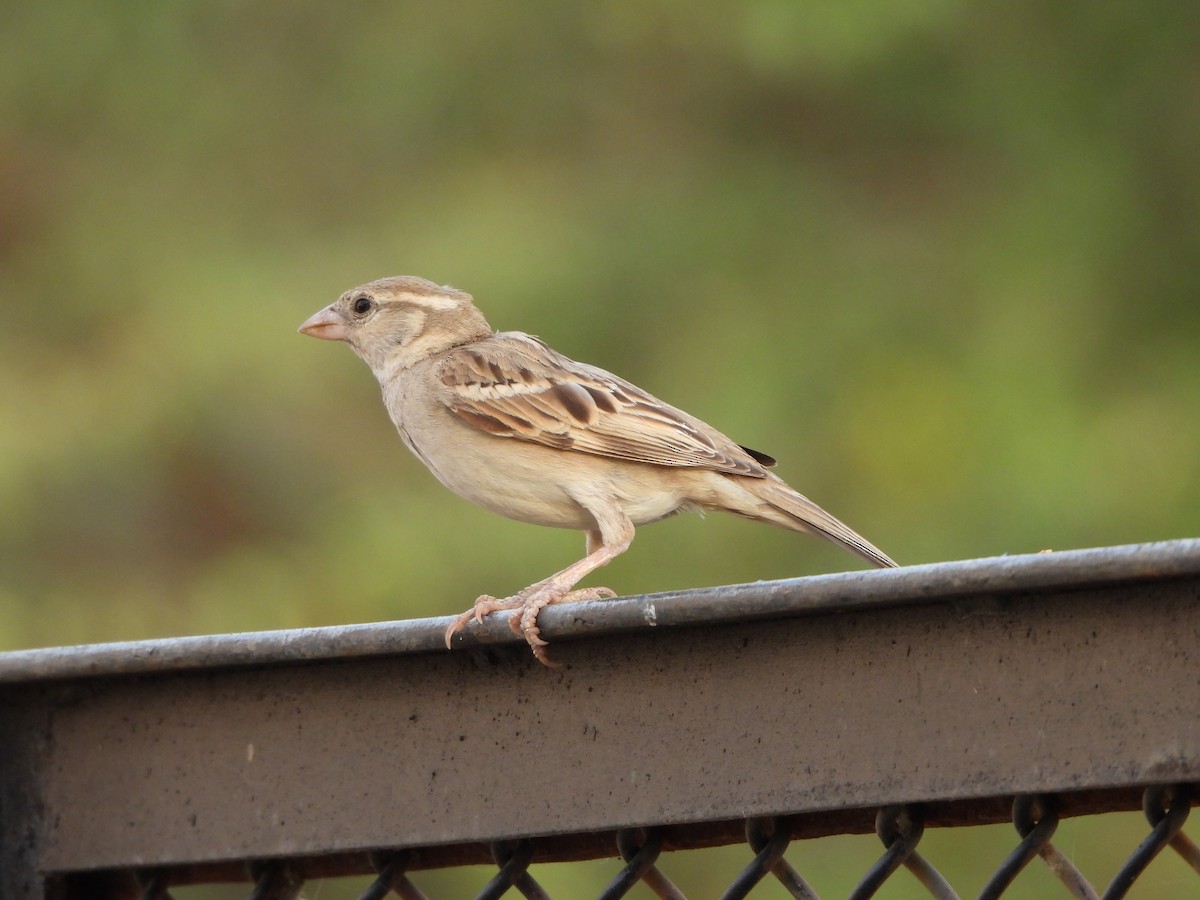House Sparrow - Prof Chandan Singh Dalawat