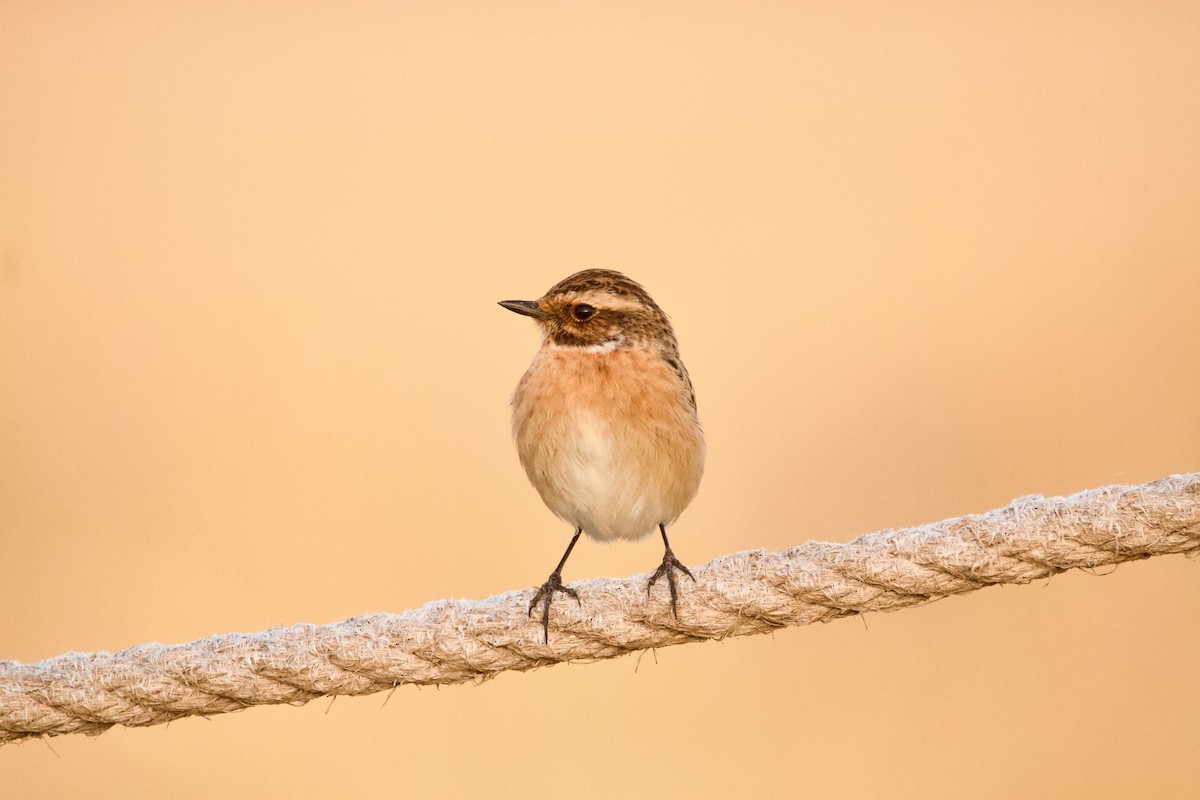 Whinchat - ML618765860
