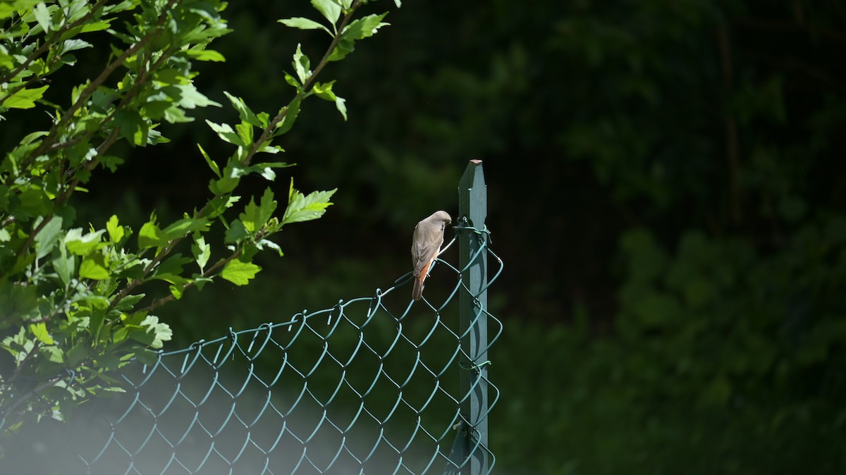 Common Redstart - Roberto Lupi