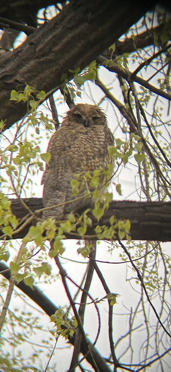 Great Horned Owl - ML618765875