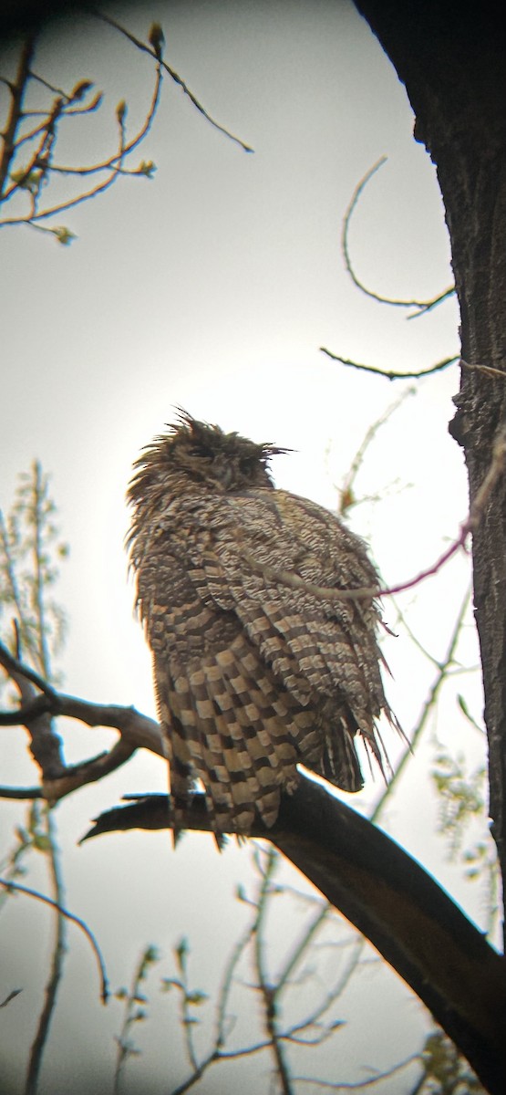 Great Horned Owl - ML618765876