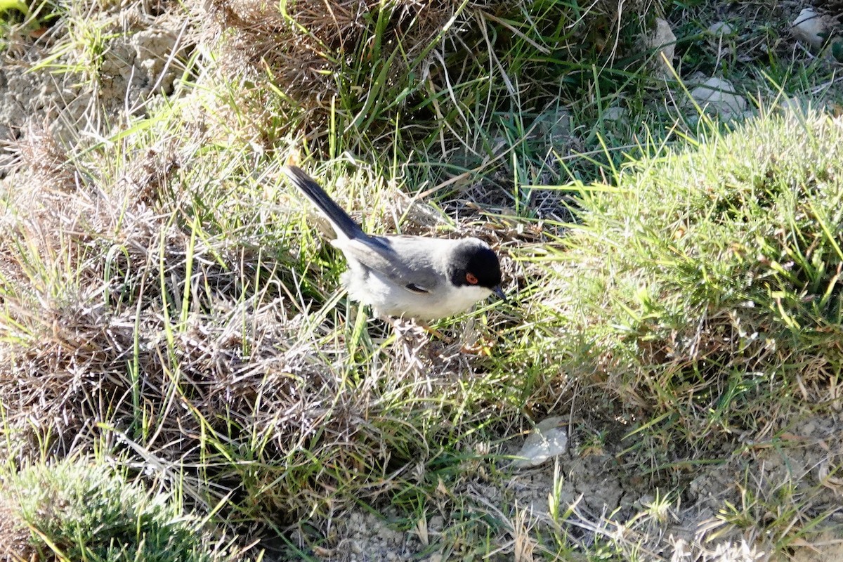 Sardinian Warbler - David Ratcliffe