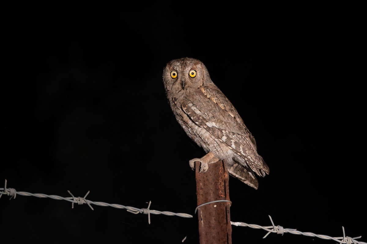Eurasian Scops-Owl - ML618765918