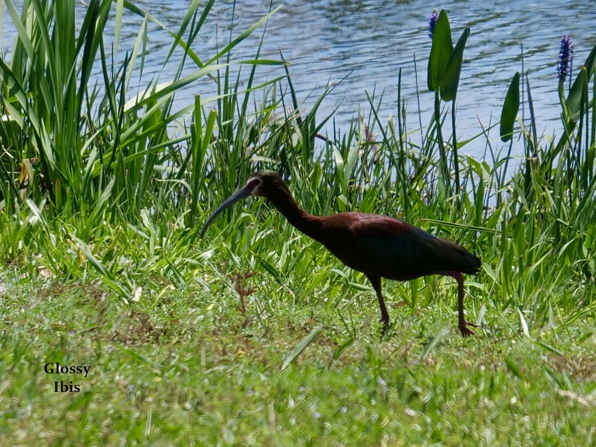ibis hnědý - ML618765921