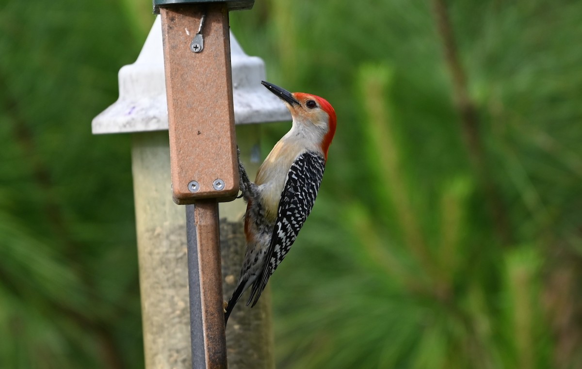 Red-bellied Woodpecker - ML618765935