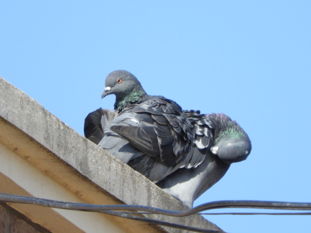 Rock Pigeon (Feral Pigeon) - ML618765996