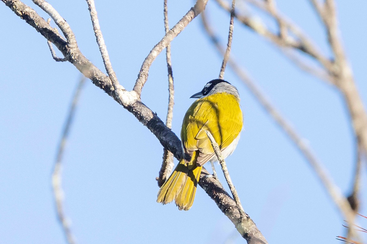 Black-crowned Palm-Tanager - ML618766004