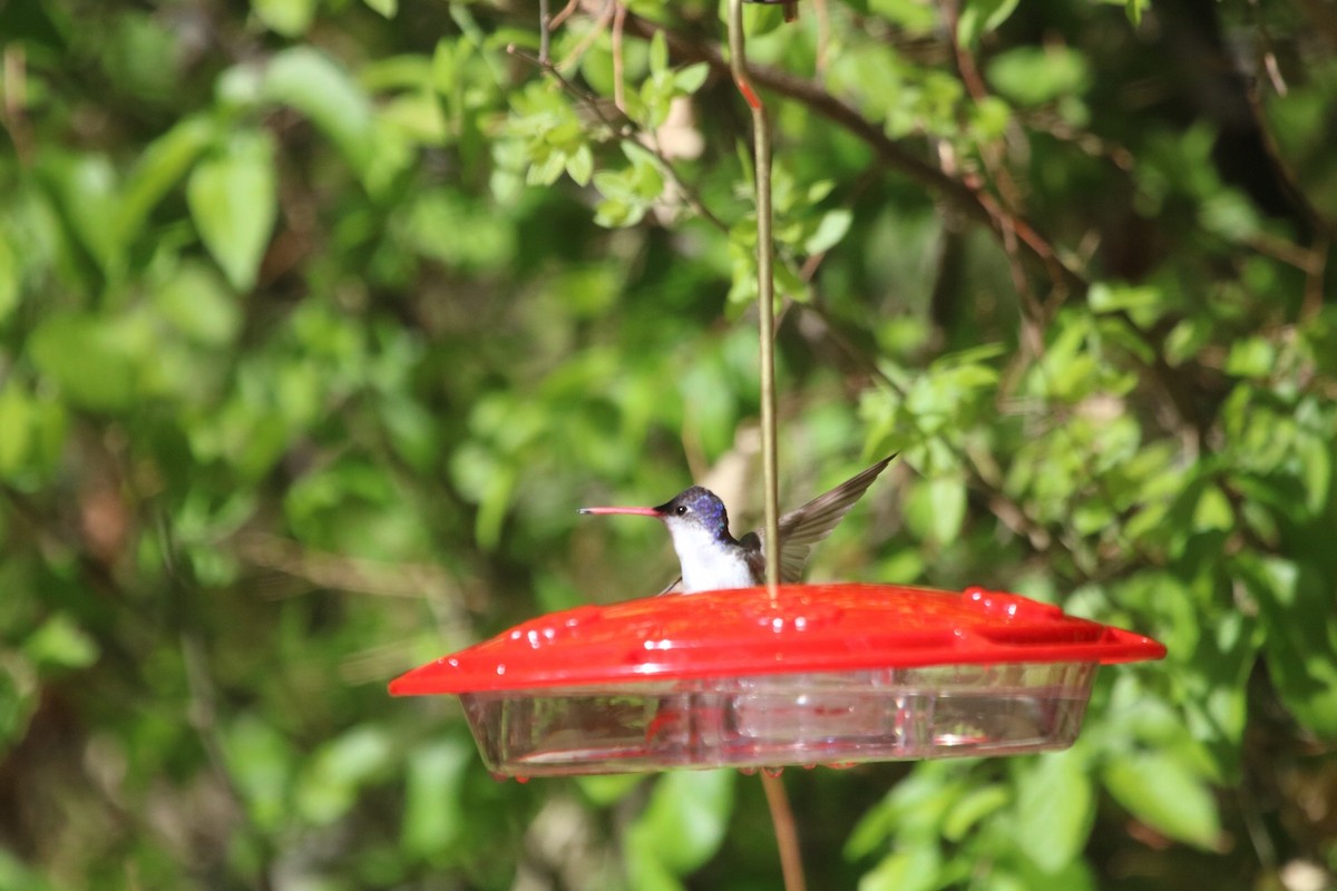 Violet-crowned Hummingbird - ML618766010