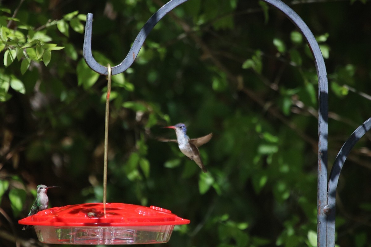 Violet-crowned Hummingbird - ML618766011