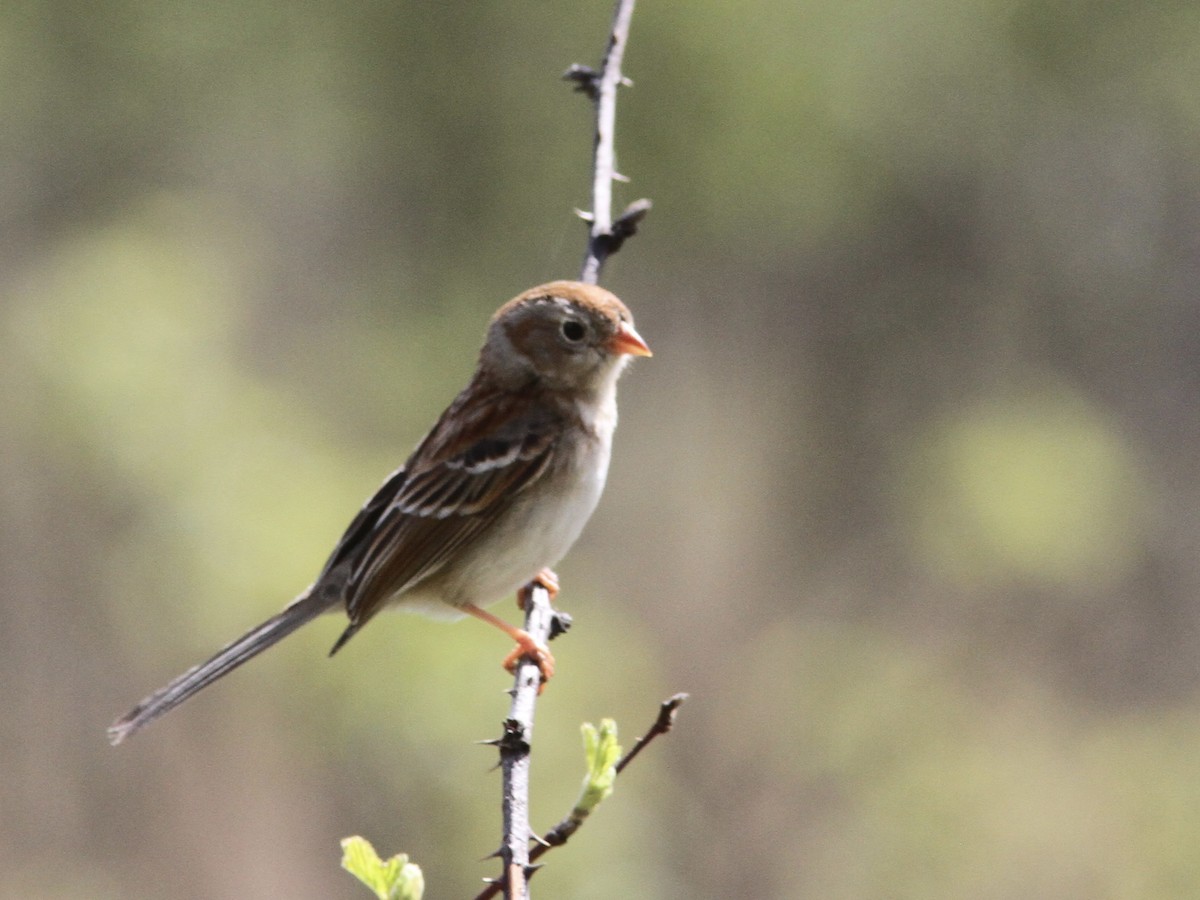 Field Sparrow - ML618766013