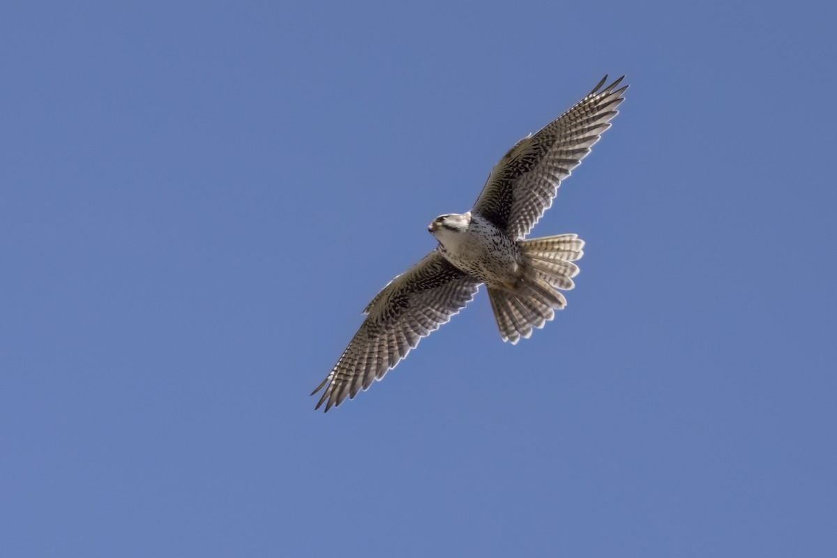 Prairie Falcon - Robert Lockett