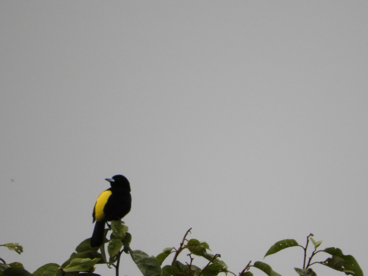 Flame-rumped Tanager - ML618766037