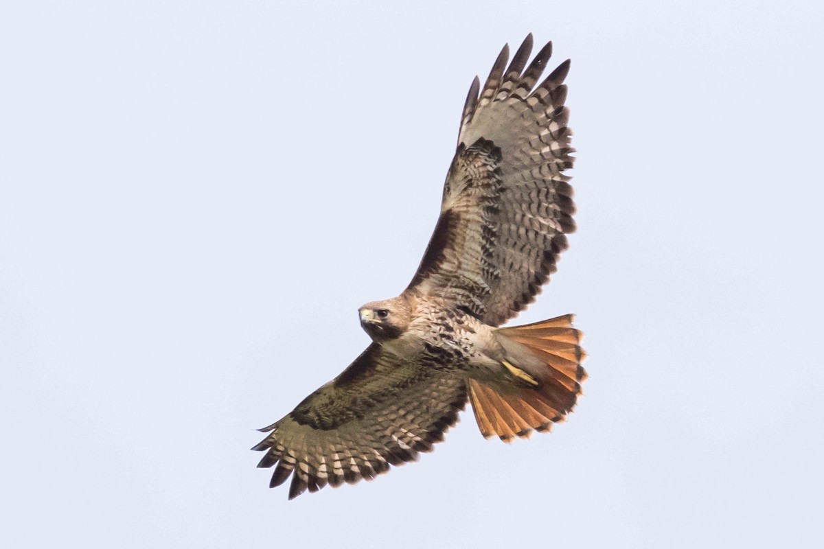 Red-tailed Hawk - ML618766046