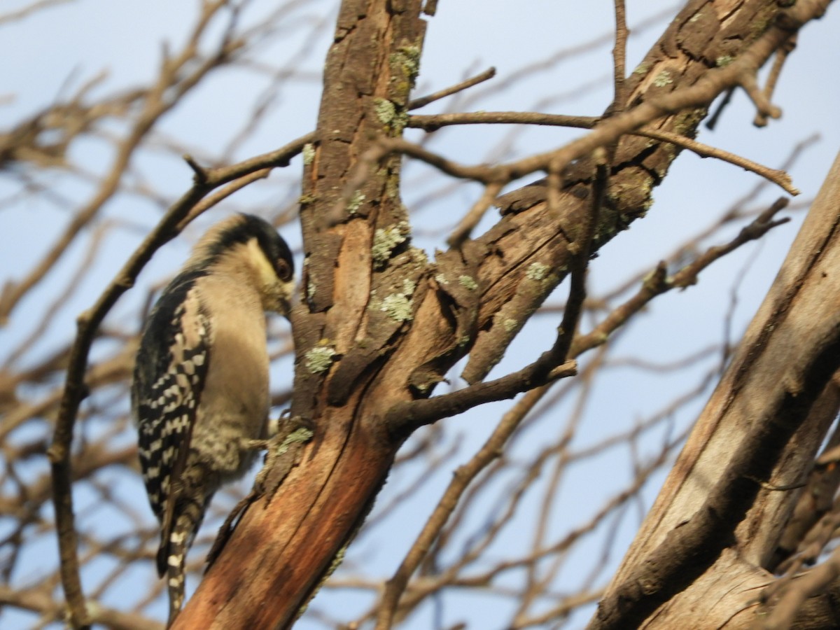 White-fronted Woodpecker - ML618766056