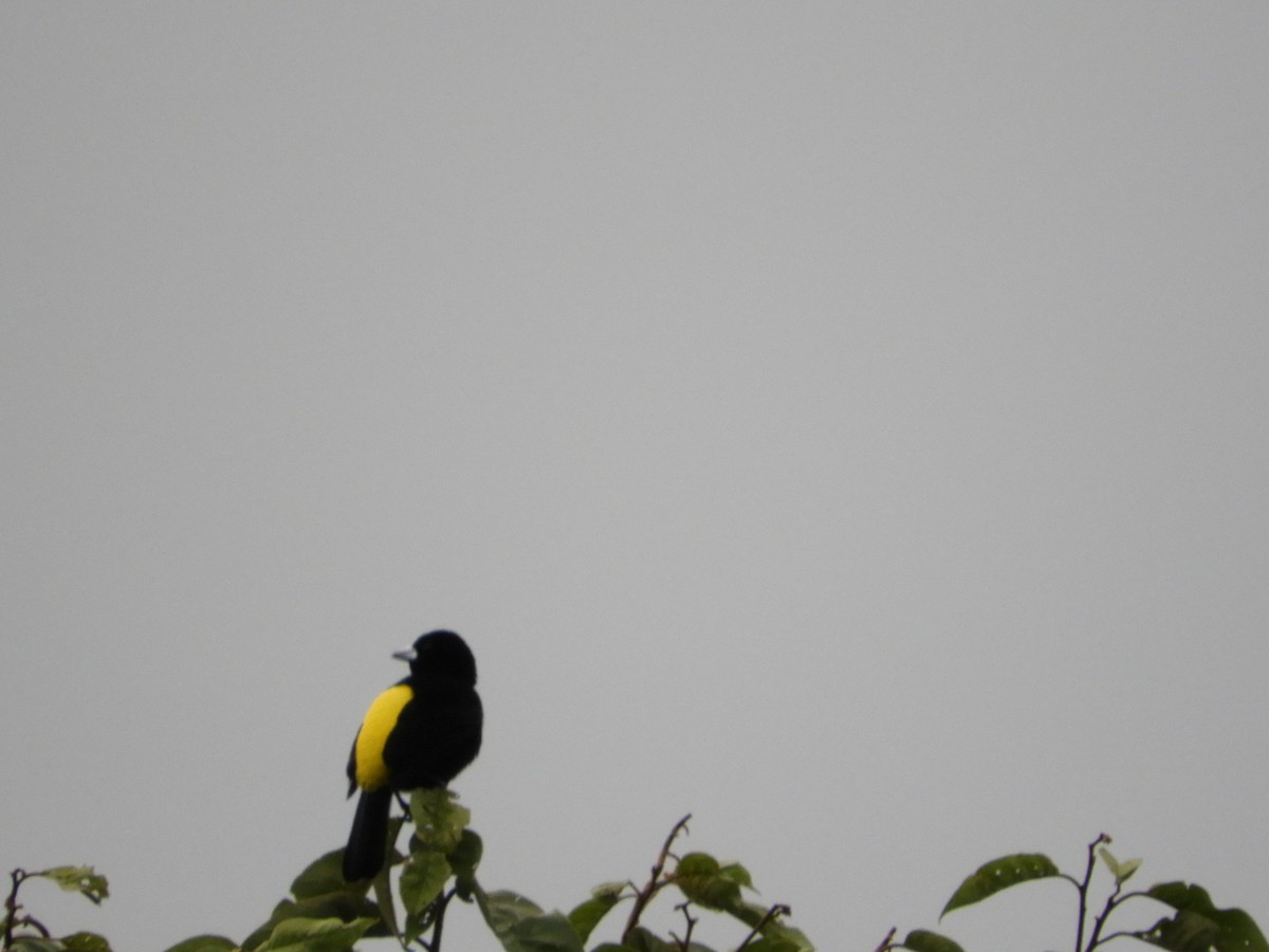 Flame-rumped Tanager - ML618766078