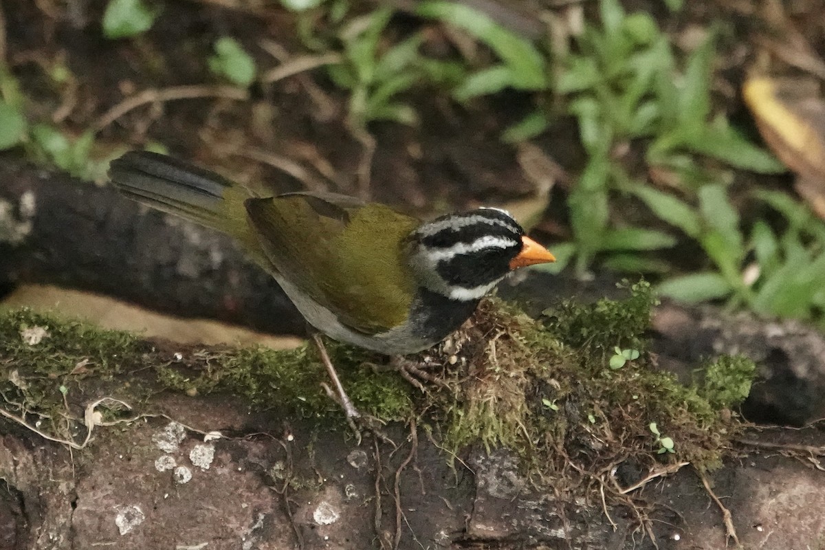 Orange-billed Sparrow - ML618766110