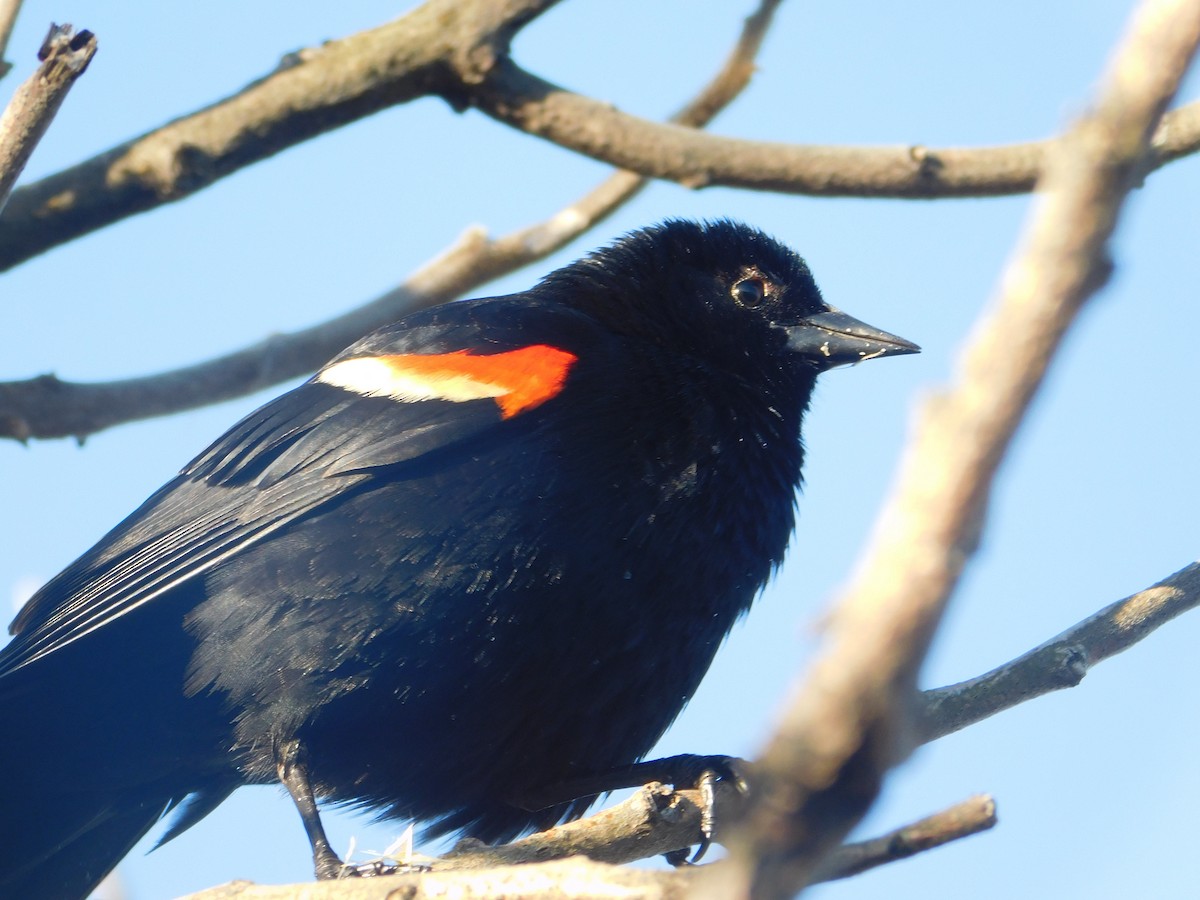 Red-winged Blackbird - ML618766112