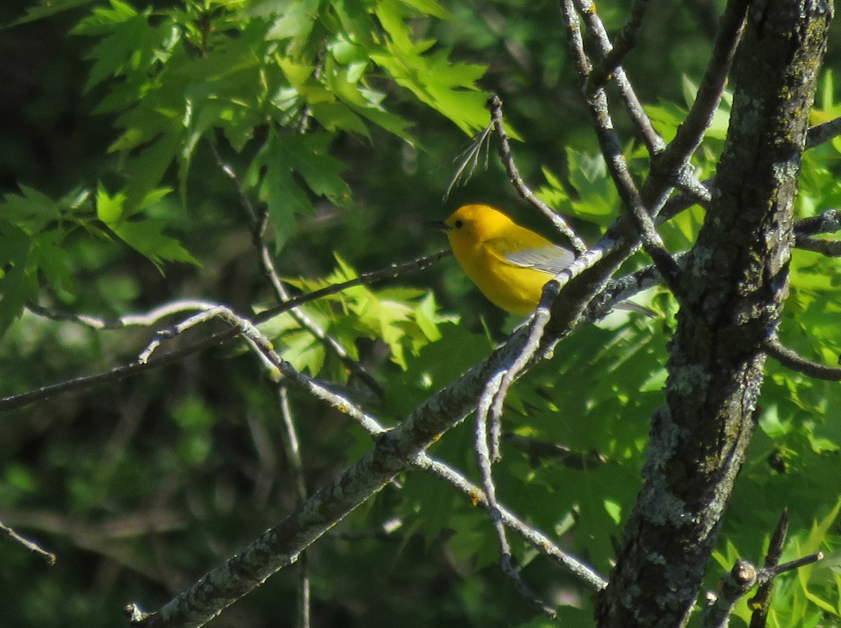 Prothonotary Warbler - ML618766137