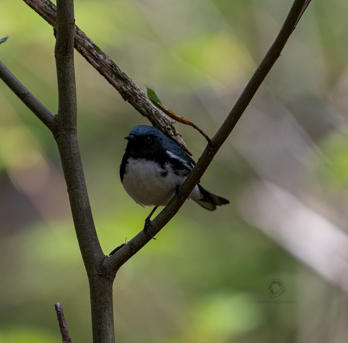 Black-throated Blue Warbler - ML618766142