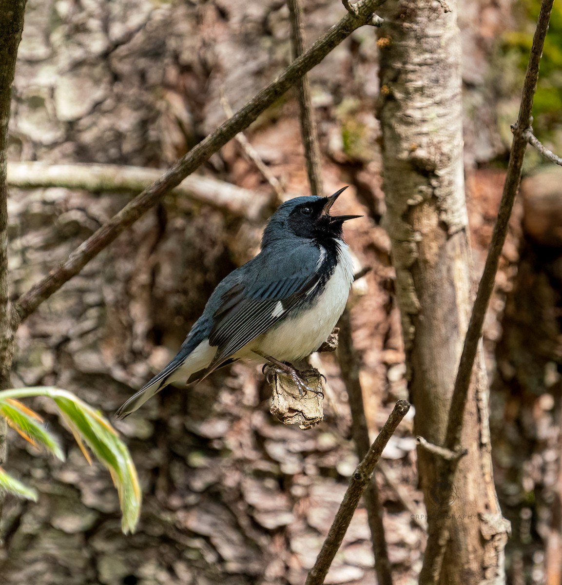 Black-throated Blue Warbler - ML618766144