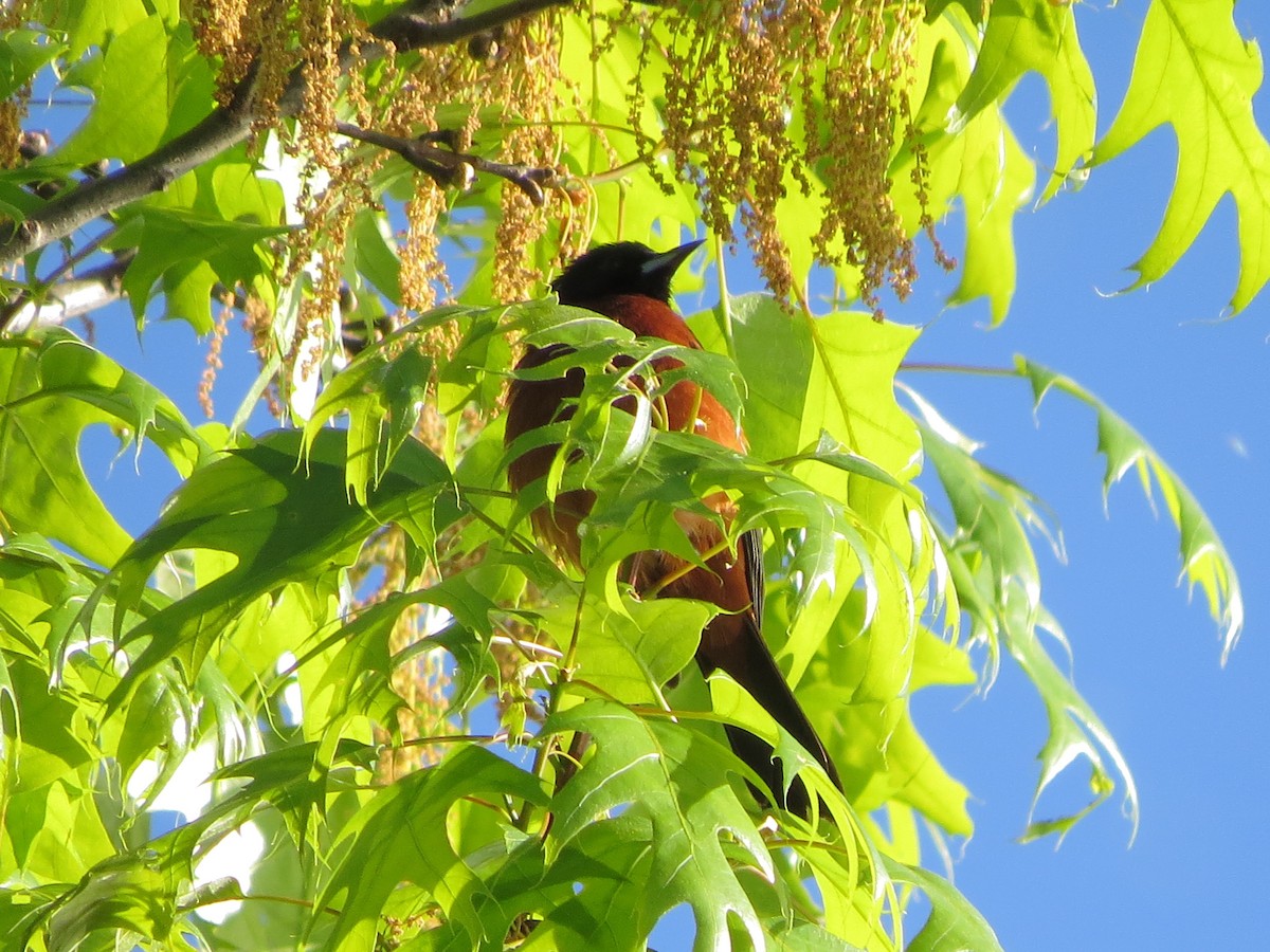 Orchard Oriole - ML618766150