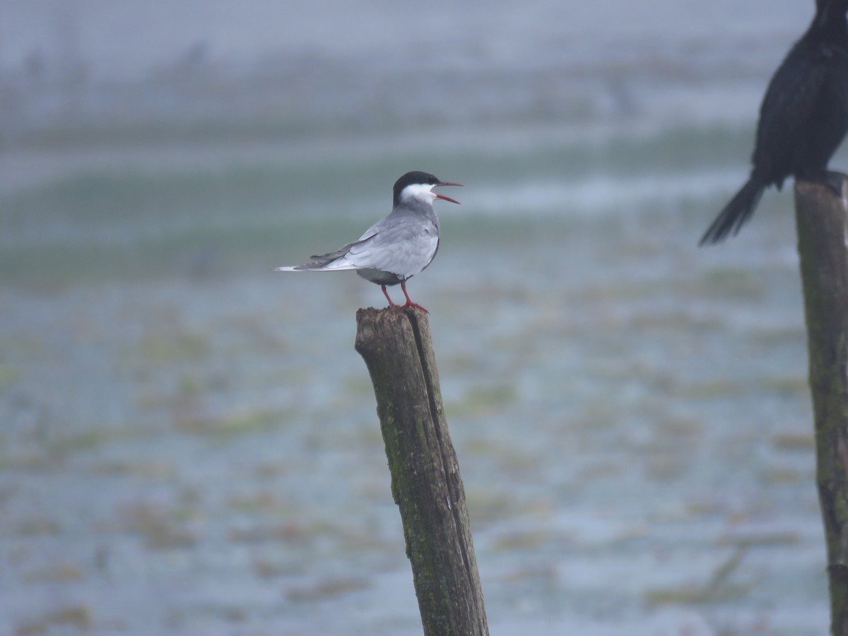 Whiskered Tern - Mojtaba Vosough Rouhani