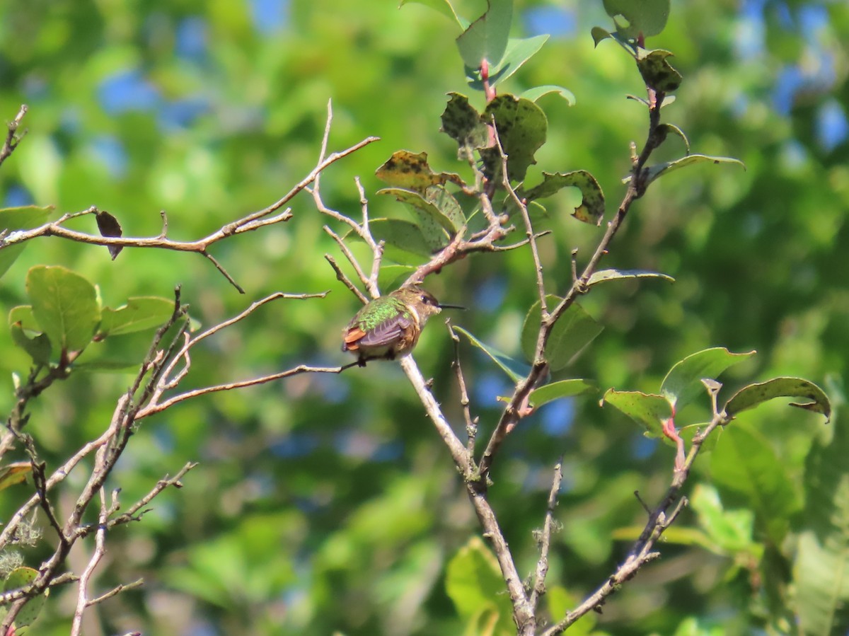 Wine-throated Hummingbird - ML618766177