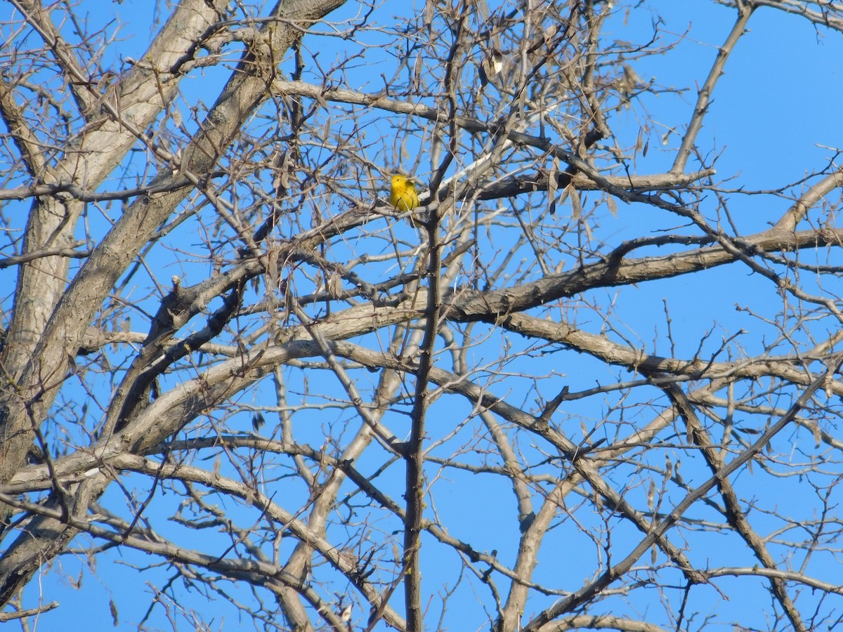 Yellow Warbler - ML618766214
