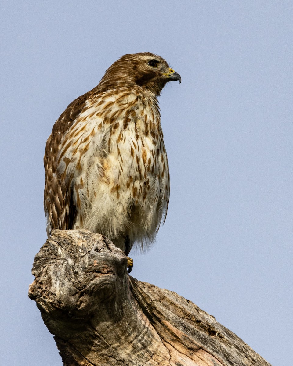 Red-tailed Hawk - ML618766220