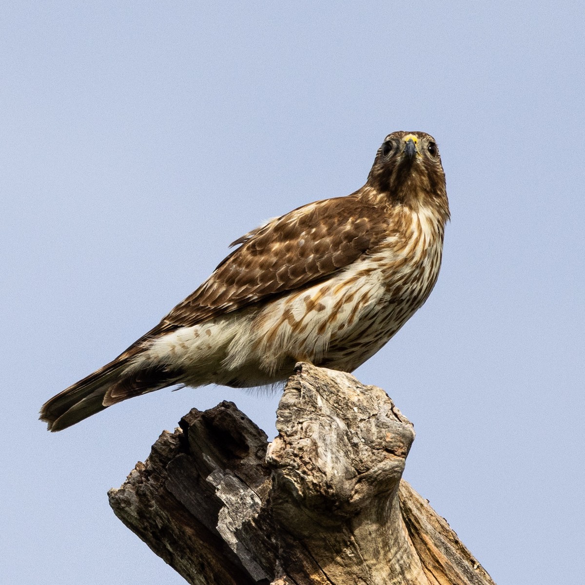 Red-tailed Hawk - ML618766229