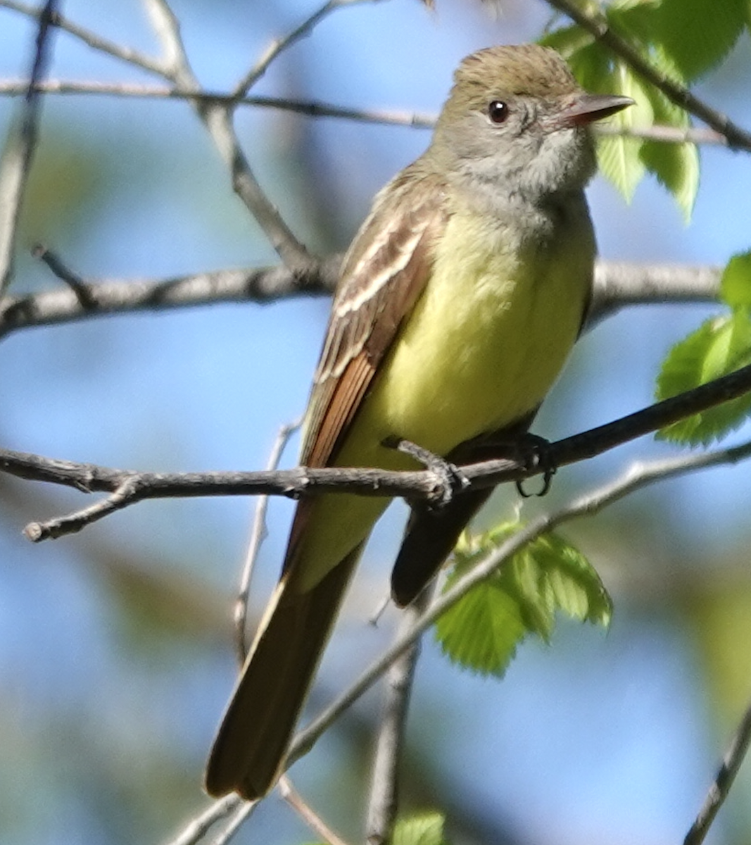 Great Crested Flycatcher - ML618766230