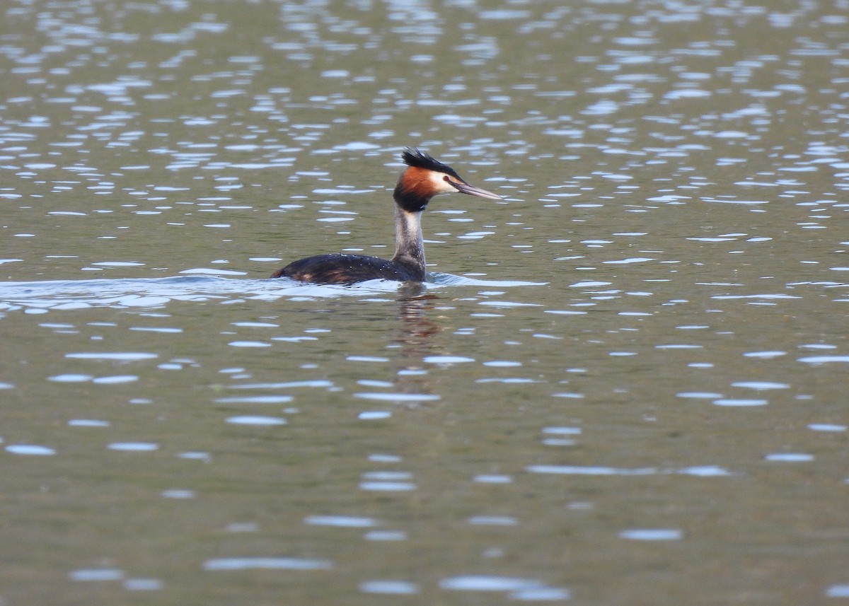 Great Crested Grebe - ML618766237