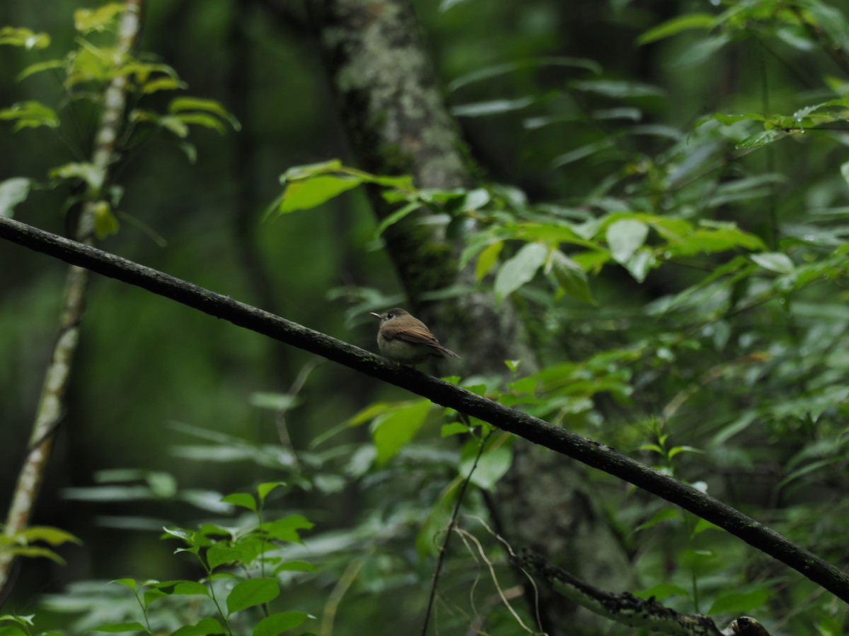 Brown-breasted Flycatcher - ML618766255