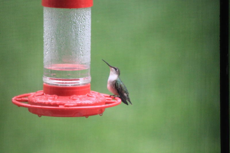 Ruby-throated Hummingbird - ML618766271