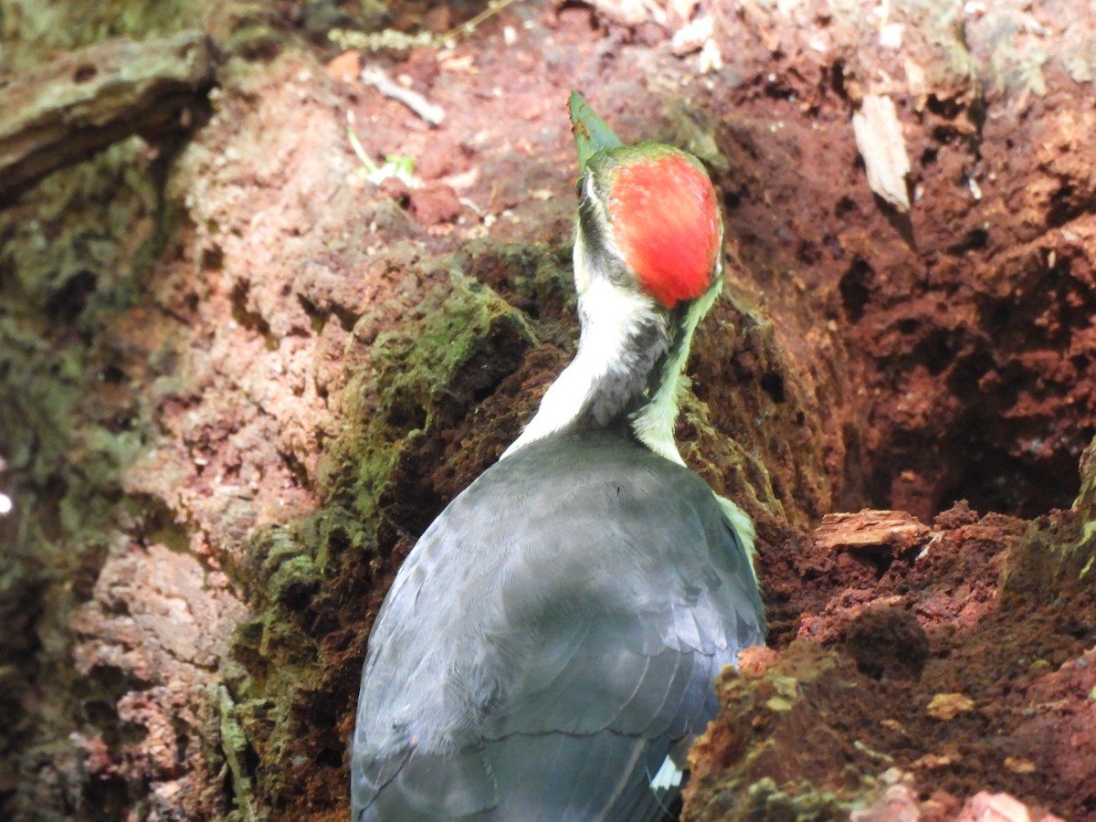 Pileated Woodpecker - ML618766280